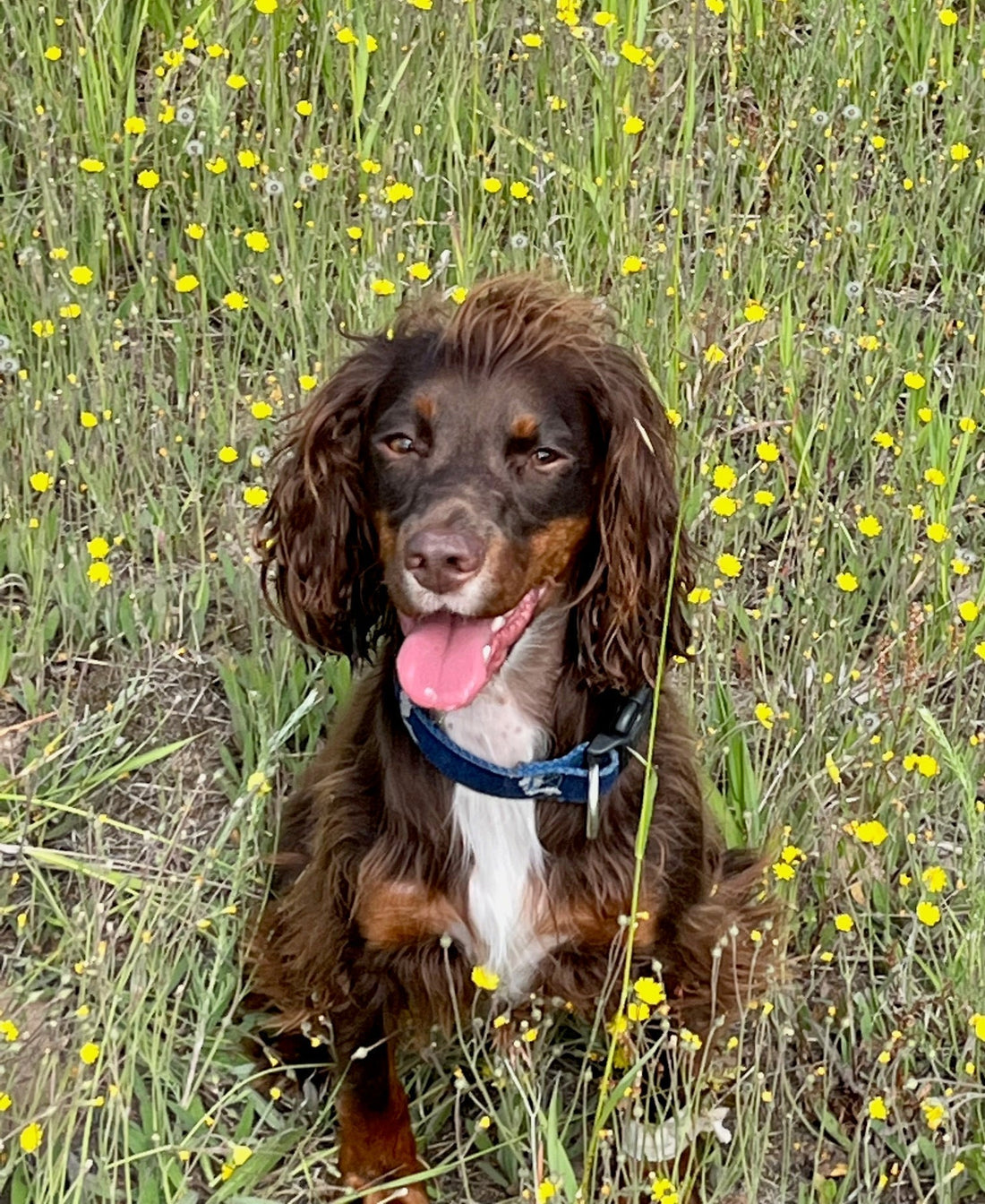 Our Dogs and Michigan