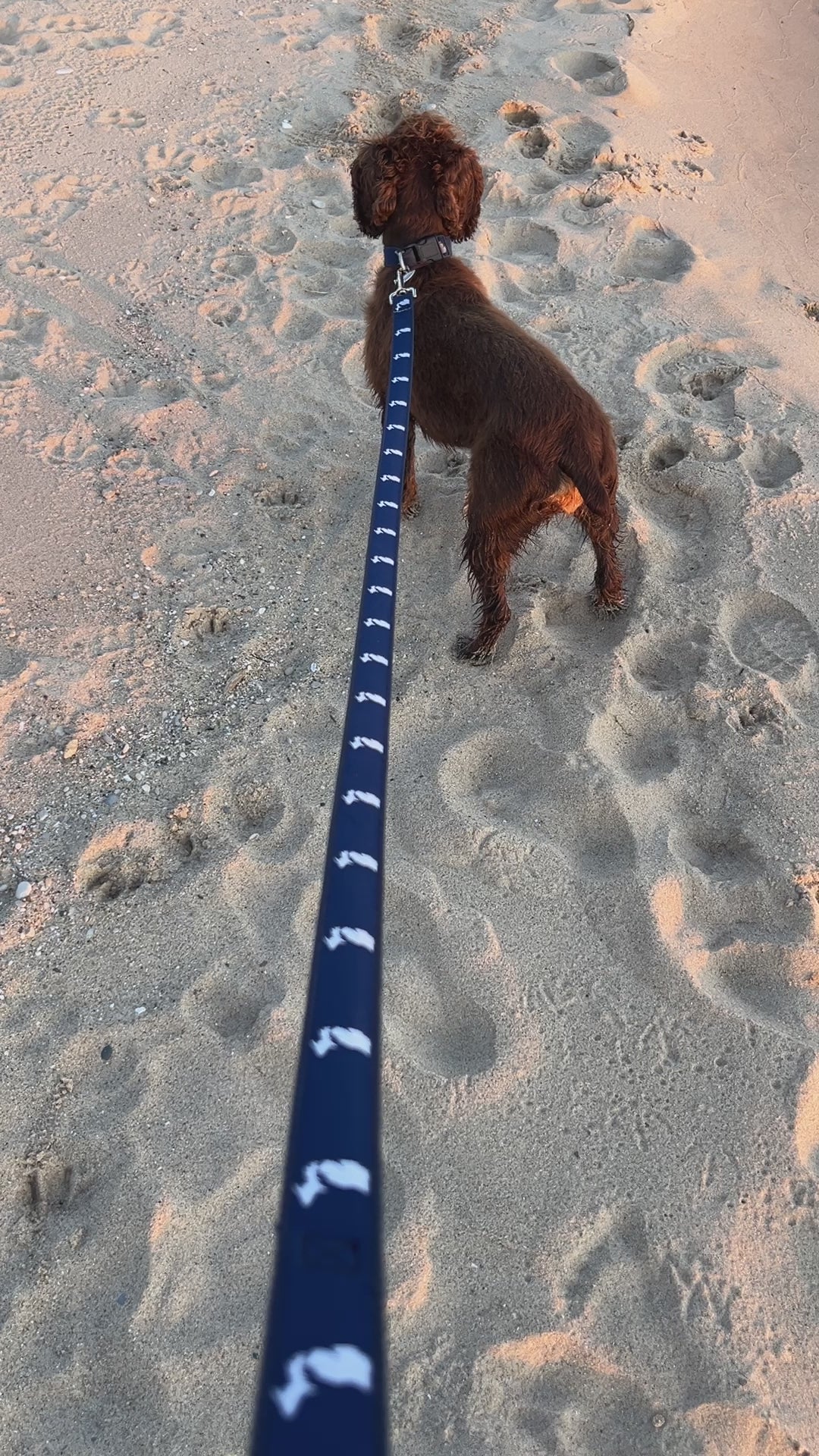 The State of Michigan 6 Ft. Dog Leash
